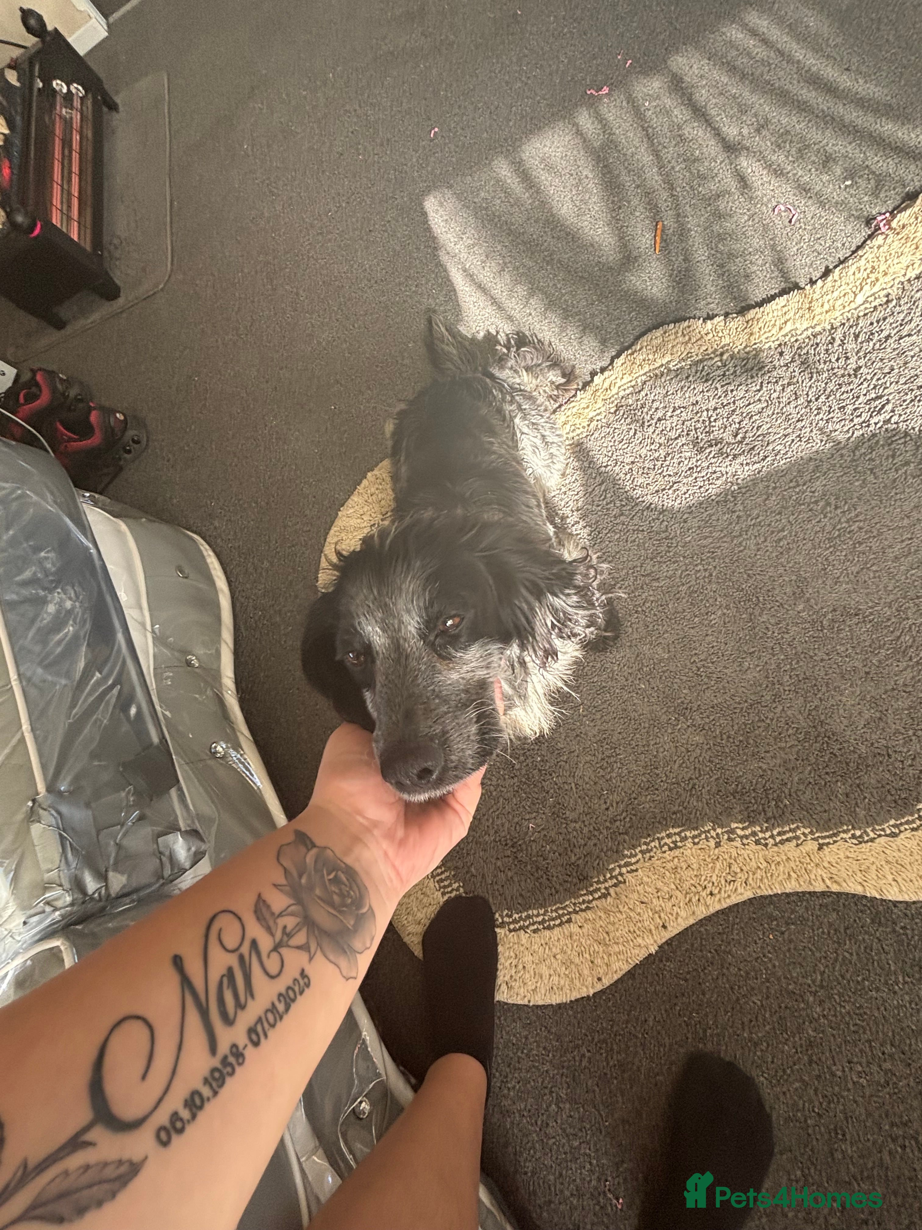 Cocker Spaniel dogs Cocker spaniel puppy!! - Advert 1