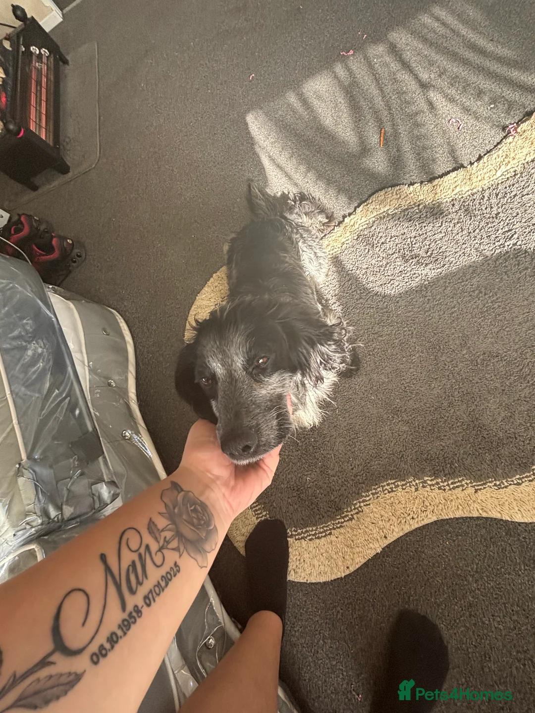 Cocker Spaniel dogs for sale: Cocker spaniel puppy!! - Advert 1