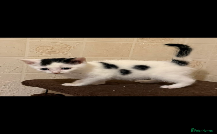 Mixed Breed cats - Advert 8