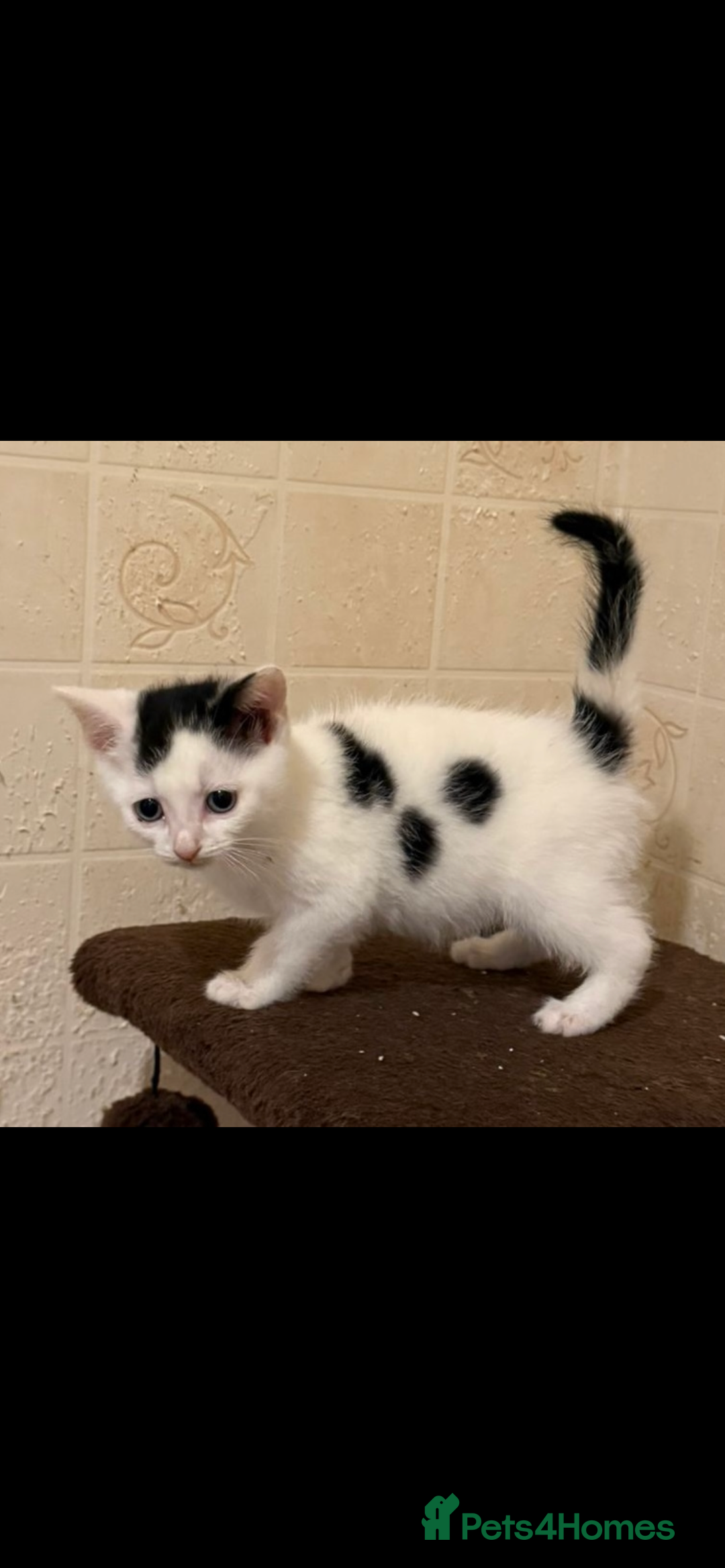 Mixed Breed cats for sale: Kittens  - Image 1