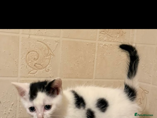 Mixed Breed cats Kittens - Advert 3