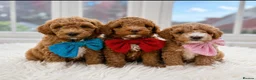Poochon dogs for sale: 2 Toy poodle/poochon pups for sale.  - Advert 17