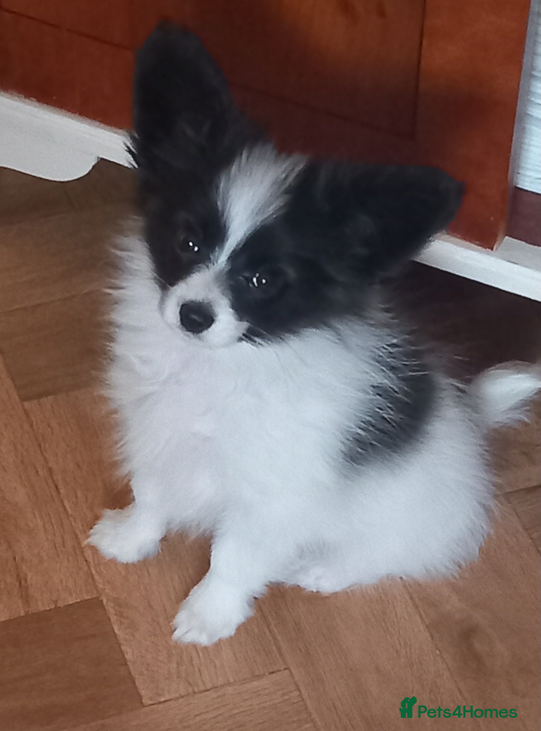 Papillon dogs 2 beautiful examples of this beautiful breed - Advert 1