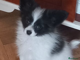 Papillon dogs 2 beautiful examples of this beautiful breed - Advert 4