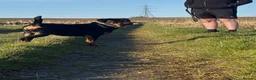 Rottweiler dogs for sale: 🤍PRADAS PUPPYS 🤍 in Wick - Advert 22