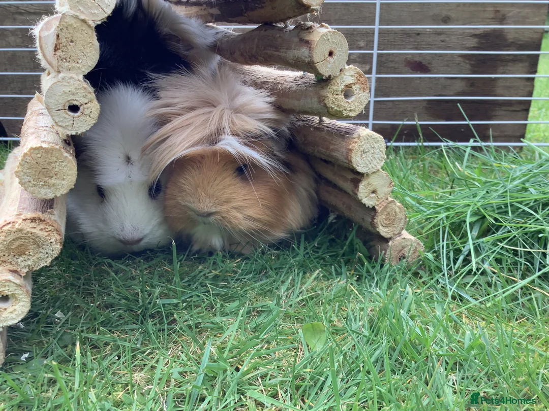Guinea Pig rodents for sale: 3 female guinea pigs for sale (set up included) - Advert 2