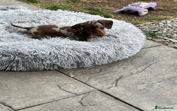 Miniature Dachshund dogs for sale: READY NOW - short haired miniature dachshunds  - Image 9