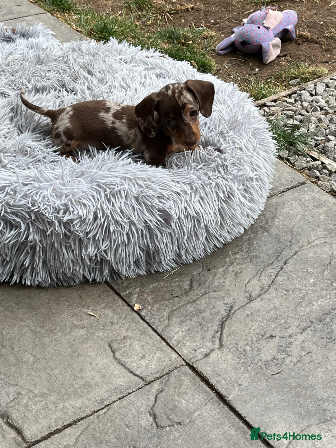 Miniature Dachshund dogs for sale: READY NOW - short haired miniature dachshunds  - Image 9