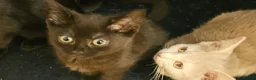 Mixed Breed cats for sale:  £Discount £ only today 2 Lovely Kittens ❤️❤️😻💓  - Advert 10