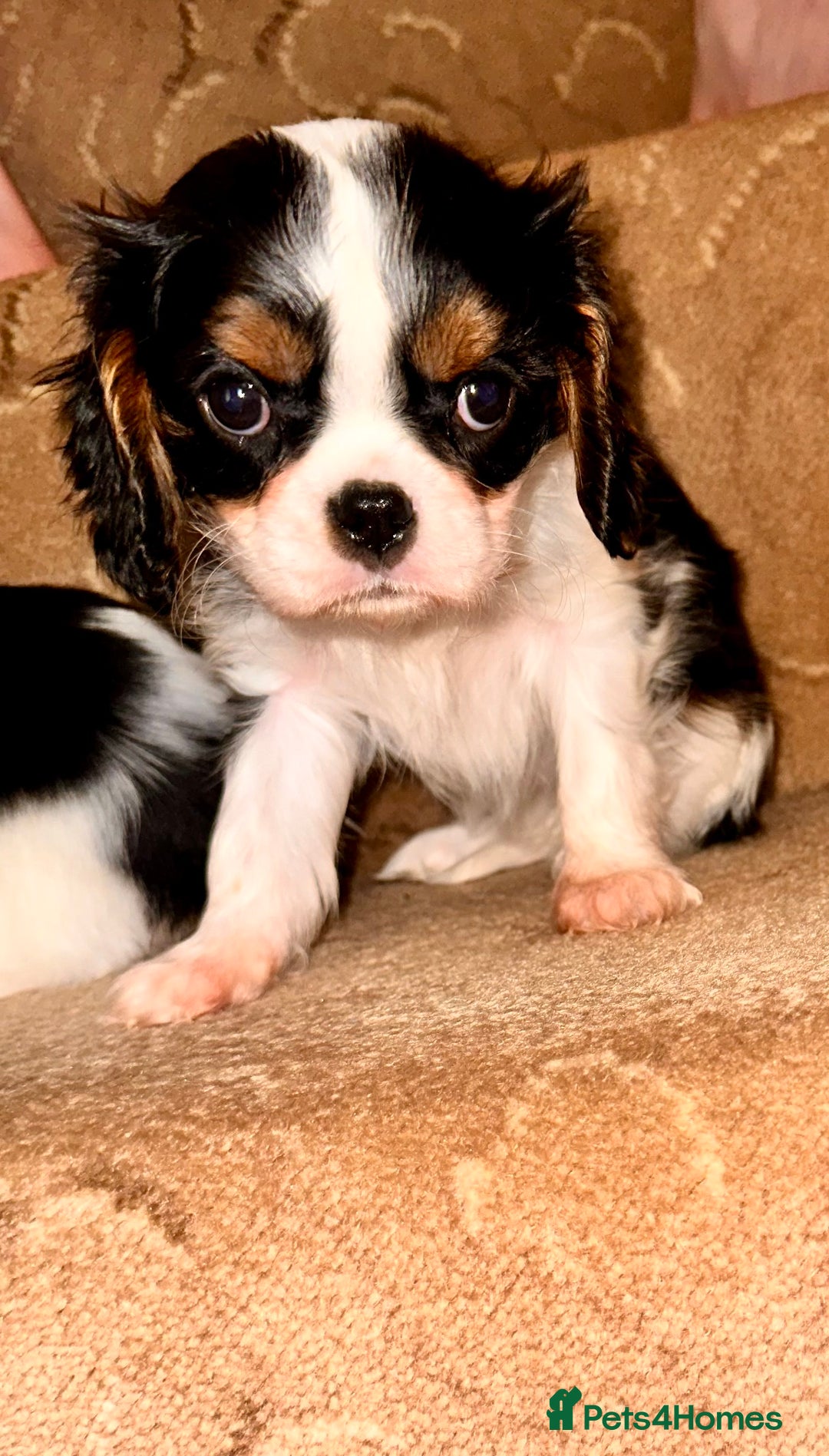 Cavalier King Charles Spaniel dogs for sale: Cavalier King Charles puppy’s  - Advert 14