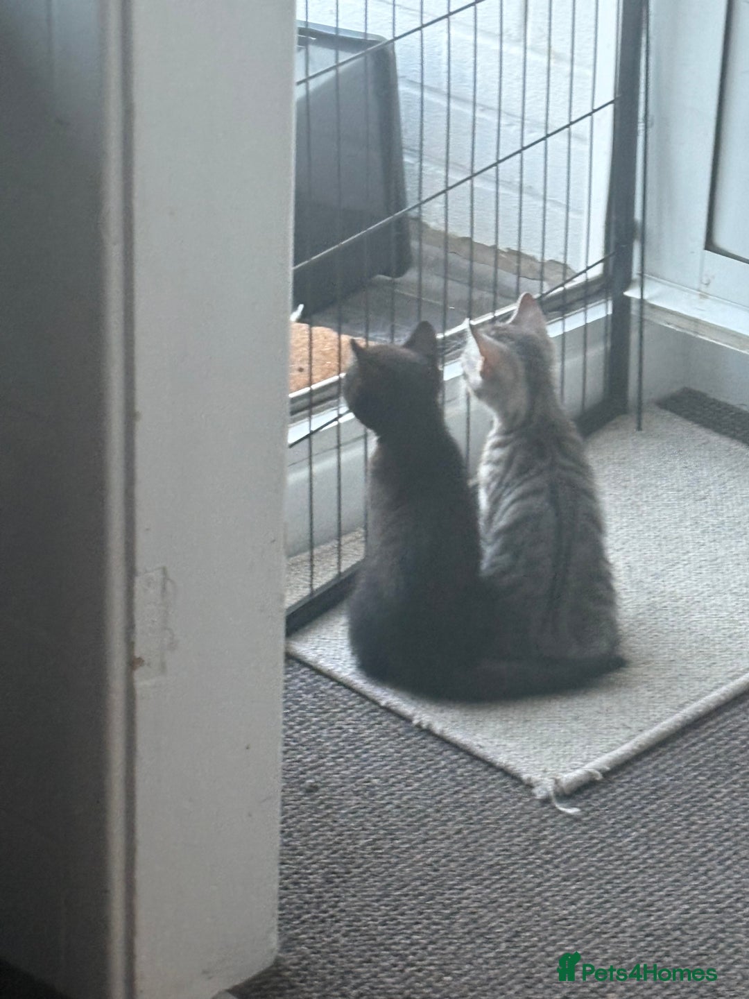 Mixed Breed cats for sale: Two boys (best friends)  - Image 9