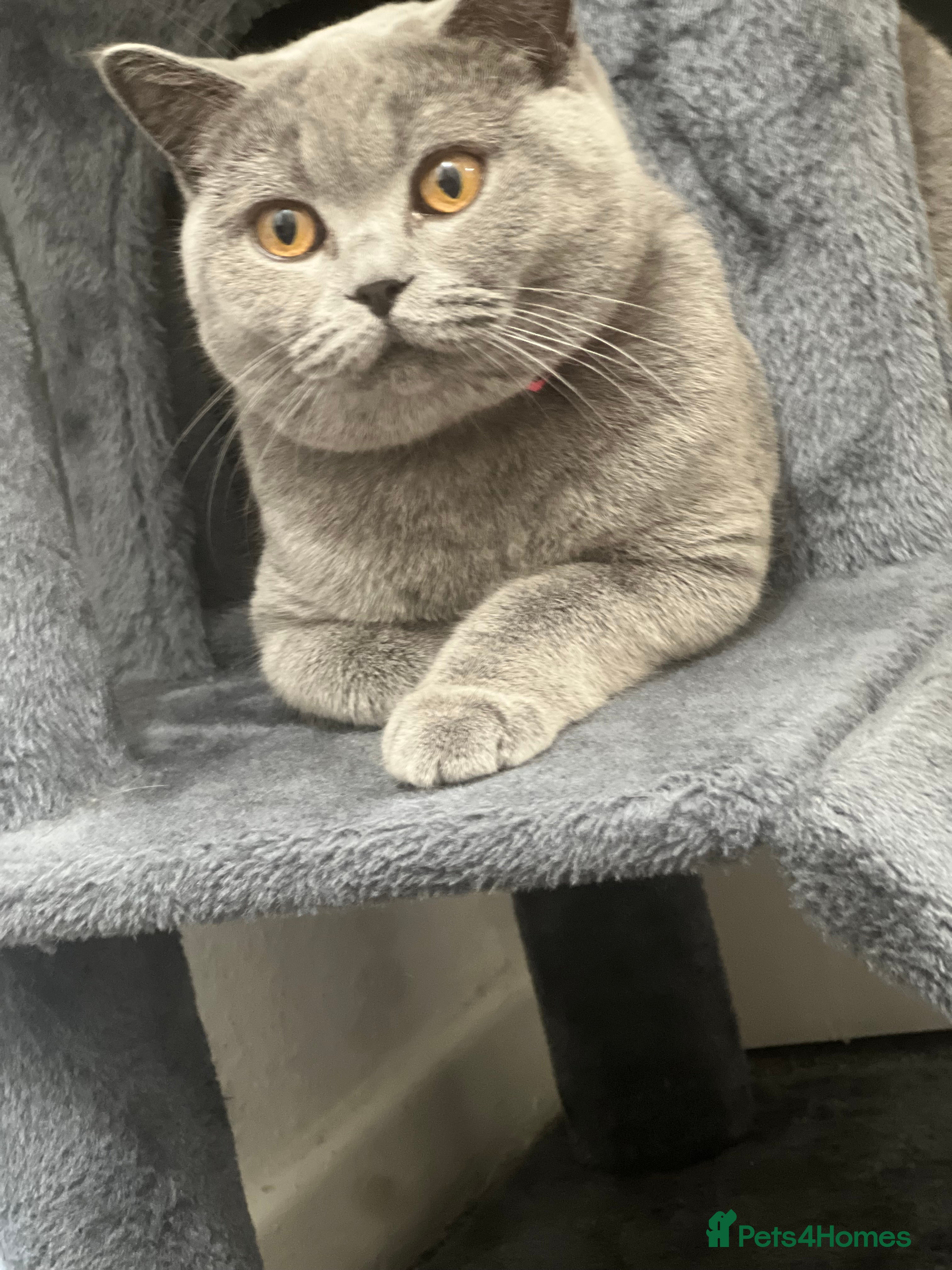 British Shorthair cats Beautiful British short hairs  - Advert 2