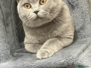 British Shorthair cats Beautiful British short hairs - Advert 1