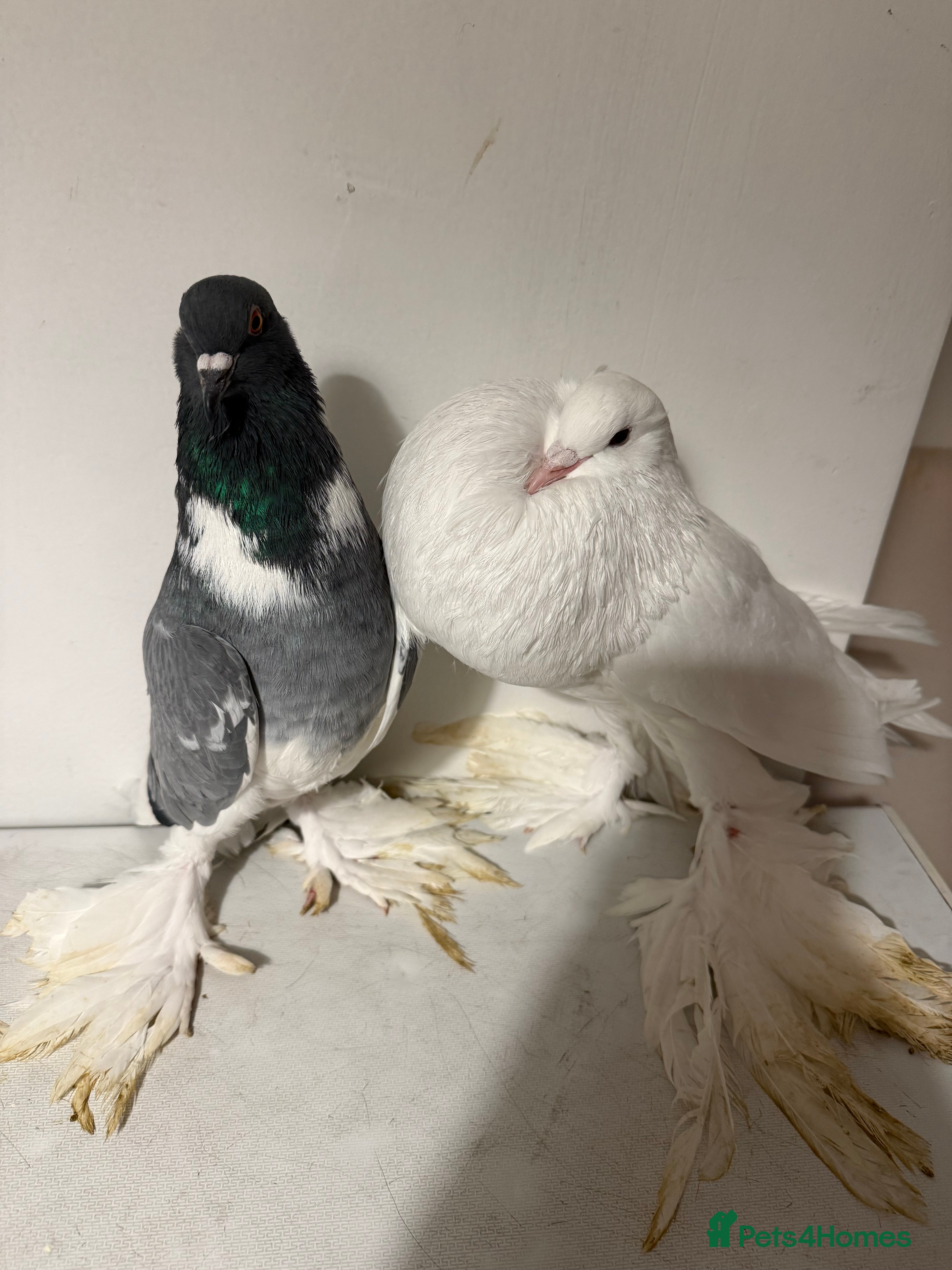 Pigeons birds Fancy birds  - Advert 9