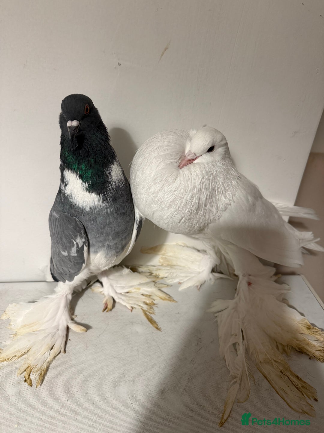 Pigeons birds for sale: Fancy birds  - Advert 1