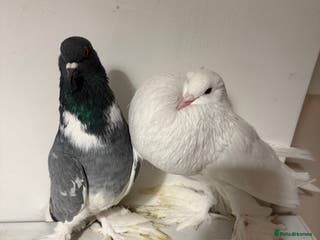 Pigeons birds Fancy birds - Advert 4