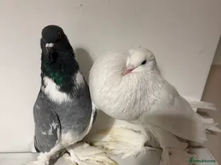 Pigeons birds Fancy birds - Advert 6