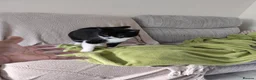 Mixed Breed cats for sale: 6month cat seeks home in Aylesbury - Advert 2