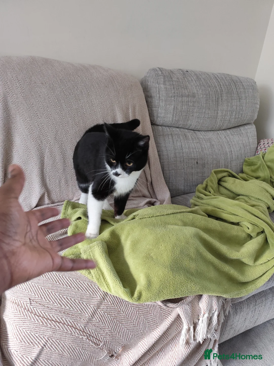 Mixed Breed cats for sale: 6month cat seeks home in Aylesbury - Advert 2