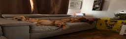 Labrador Retriever dogs for sale: Female Red Labrador 12 Weeks old  - Advert 2