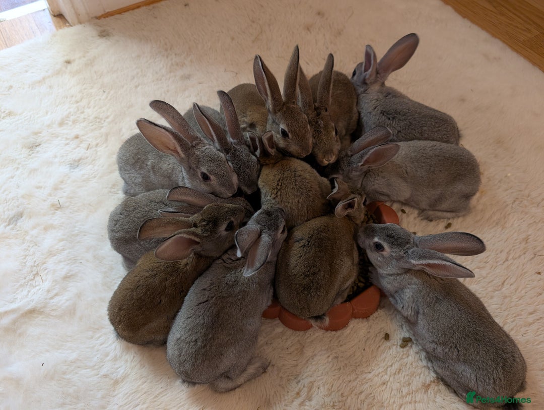 Rex rabbits for sale: Standard Rex babies ready 16/9 - Image 2