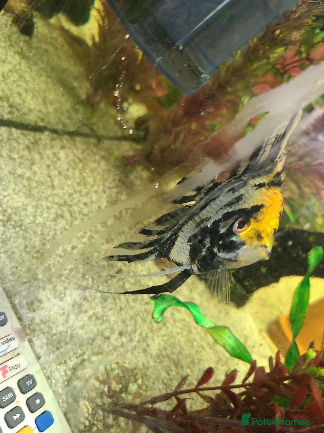 Cichlids fish for sale: Angel and red Parrott fish in Rotherham - Advert 2