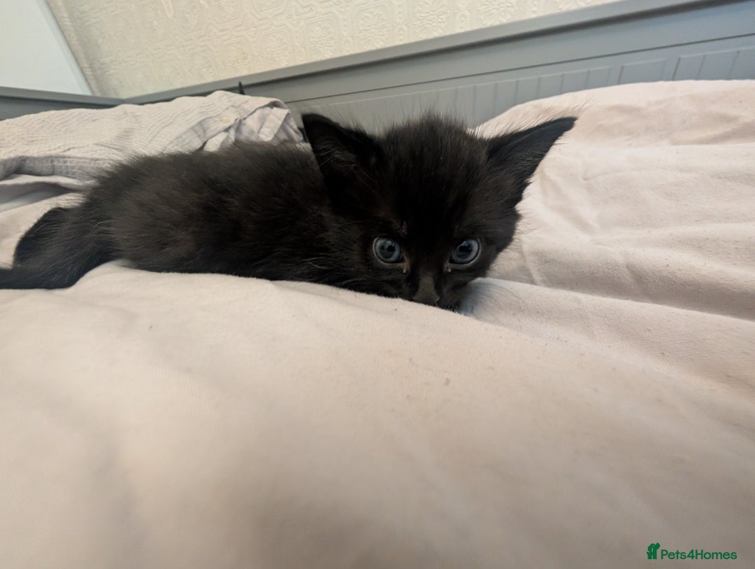 Mixed Breed cats for sale: Jet Black Tabby Kittens & Stunning Tortie Girl  - Advert 5