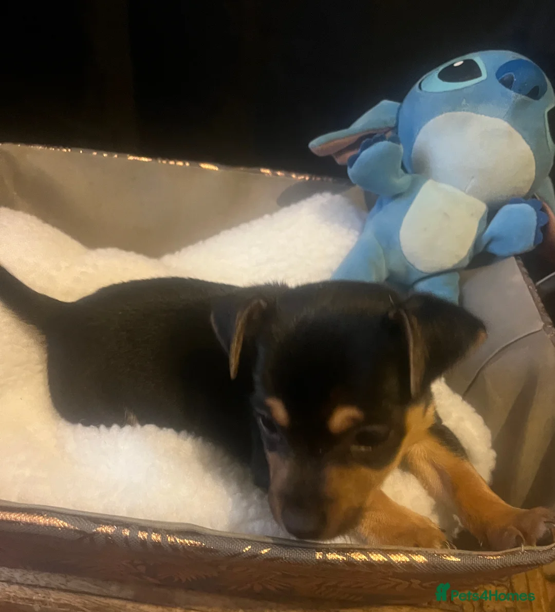 Jack Russell dogs for sale: Miniature rare natural bobtailed jack Russells - Advert 28