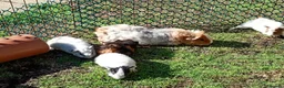 Guinea Pig rodents for sale: Beautiful baby girl piggies  - Advert 17
