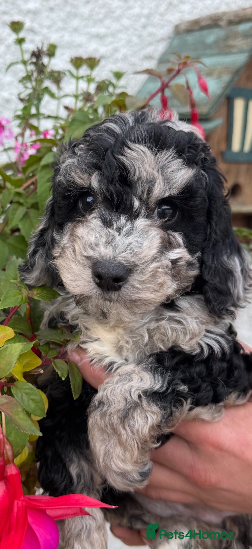 Cockapoo dogs Quality F1B Cockapoos by Licensed Breeder - Advert 4