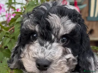 Cockapoo dogs Quality F1B Cockapoos by Licensed Breeder - Advert 4
