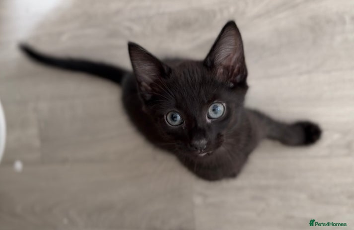 British Longhair cats - Advert 1