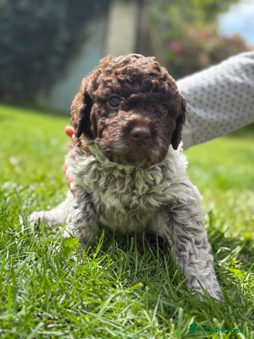 Lagotto Romagnolo dogs for sale: READY TO LEAVE, LAST ONE Puppies Italian Water dog in Preston - Image 3