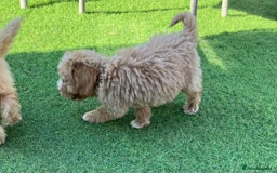 Cockapoo dogs for sale: Our baby cockapoos 🥰 - Image 17