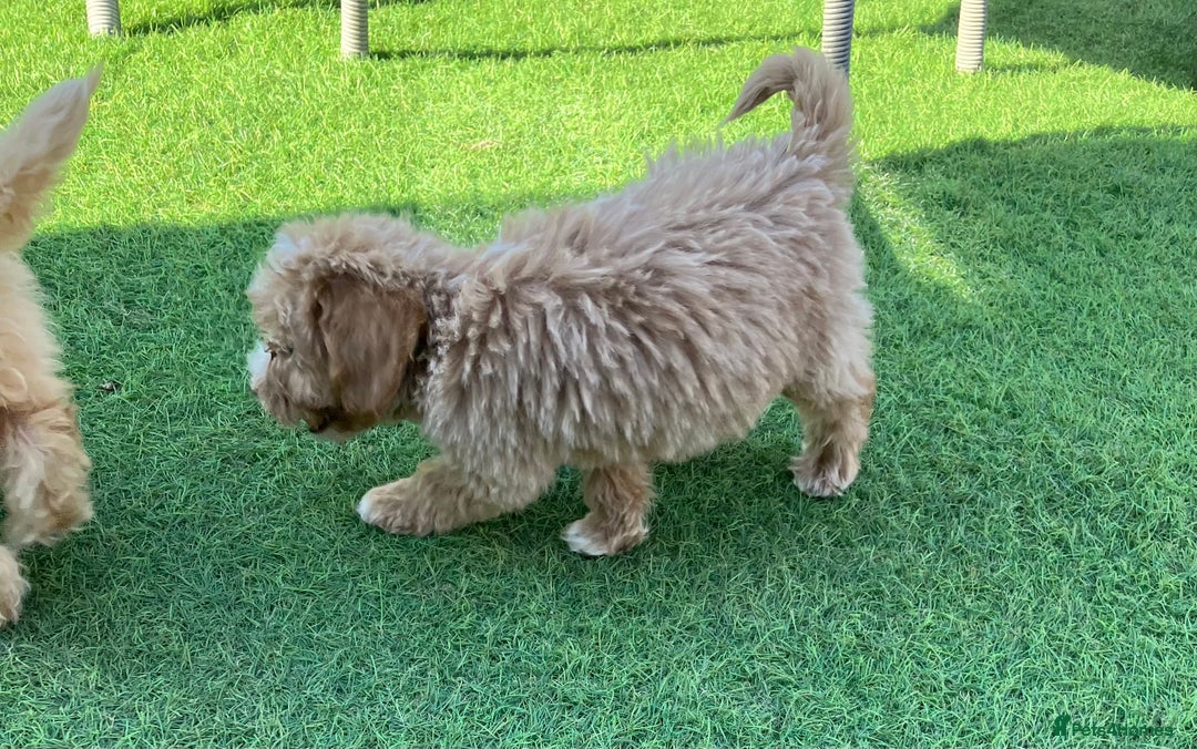 Cockapoo dogs for sale: Our baby cockapoos 🥰 - Image 17