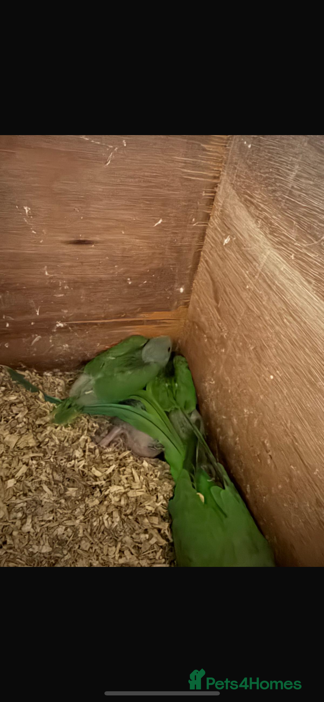 Ringnecks birds for sale: Baby ringneck for sale - Advert 7