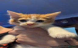 Mixed Breed cats for sale: Beautiful fluffy kittens dads part maincoon  - Image 15