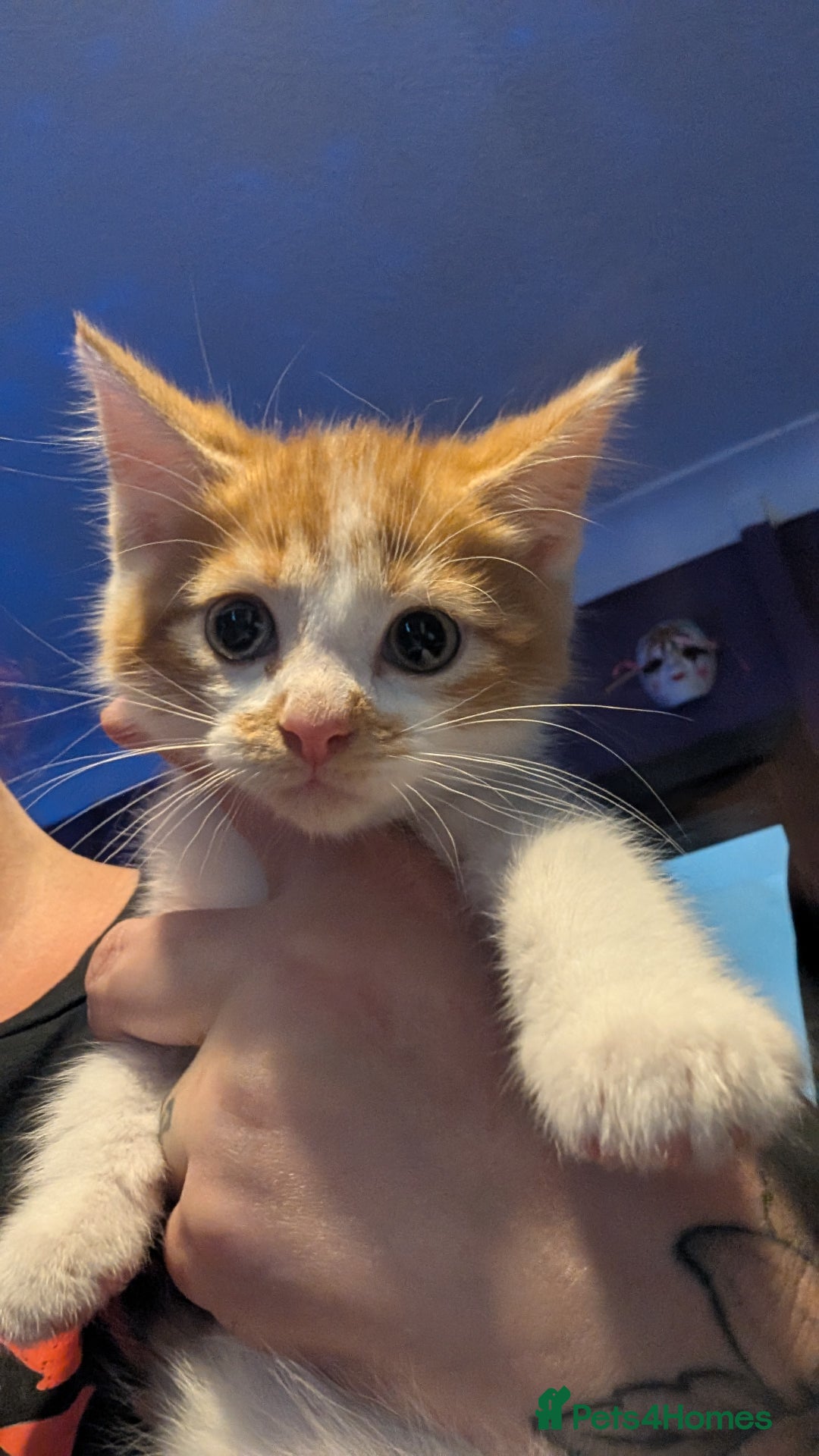 Mixed Breed cats for sale: Beautiful fluffy kittens dads part maincoon  - Image 15