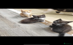 British Longhair cats for sale: Kittens for sale - Image 2