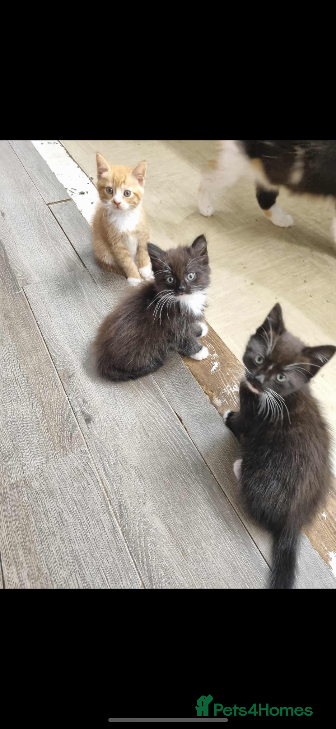 British Longhair cats for sale: Kittens for sale - Image 2
