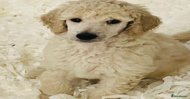 Standard Poodle dogs - Advert 7