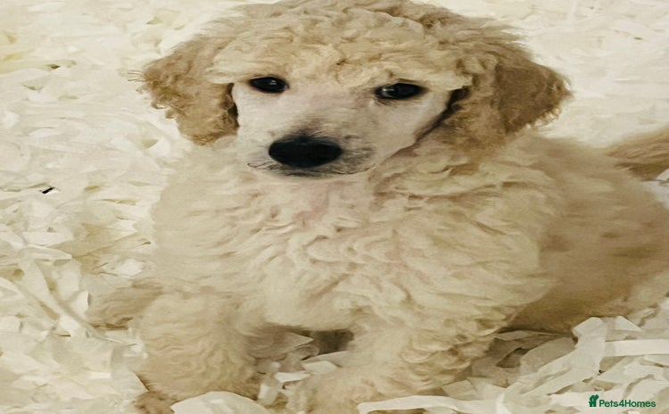 Standard Poodle dogs - Advert 3