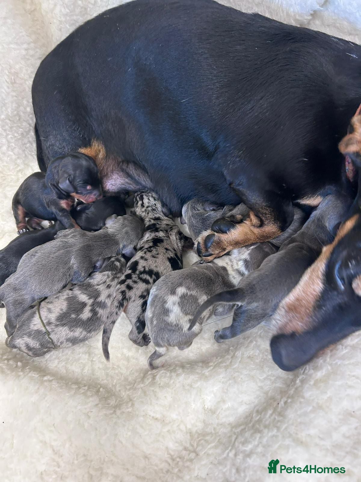 Miniature Dachshund dogs Miniature dachshunds - Advert 4