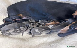 Miniature Dachshund dogs for sale: Miniature dachshunds - Advert 1