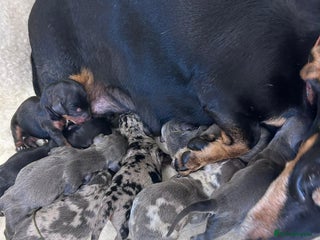 Miniature Dachshund dogs for sale: Miniature dachshunds - Advert 1