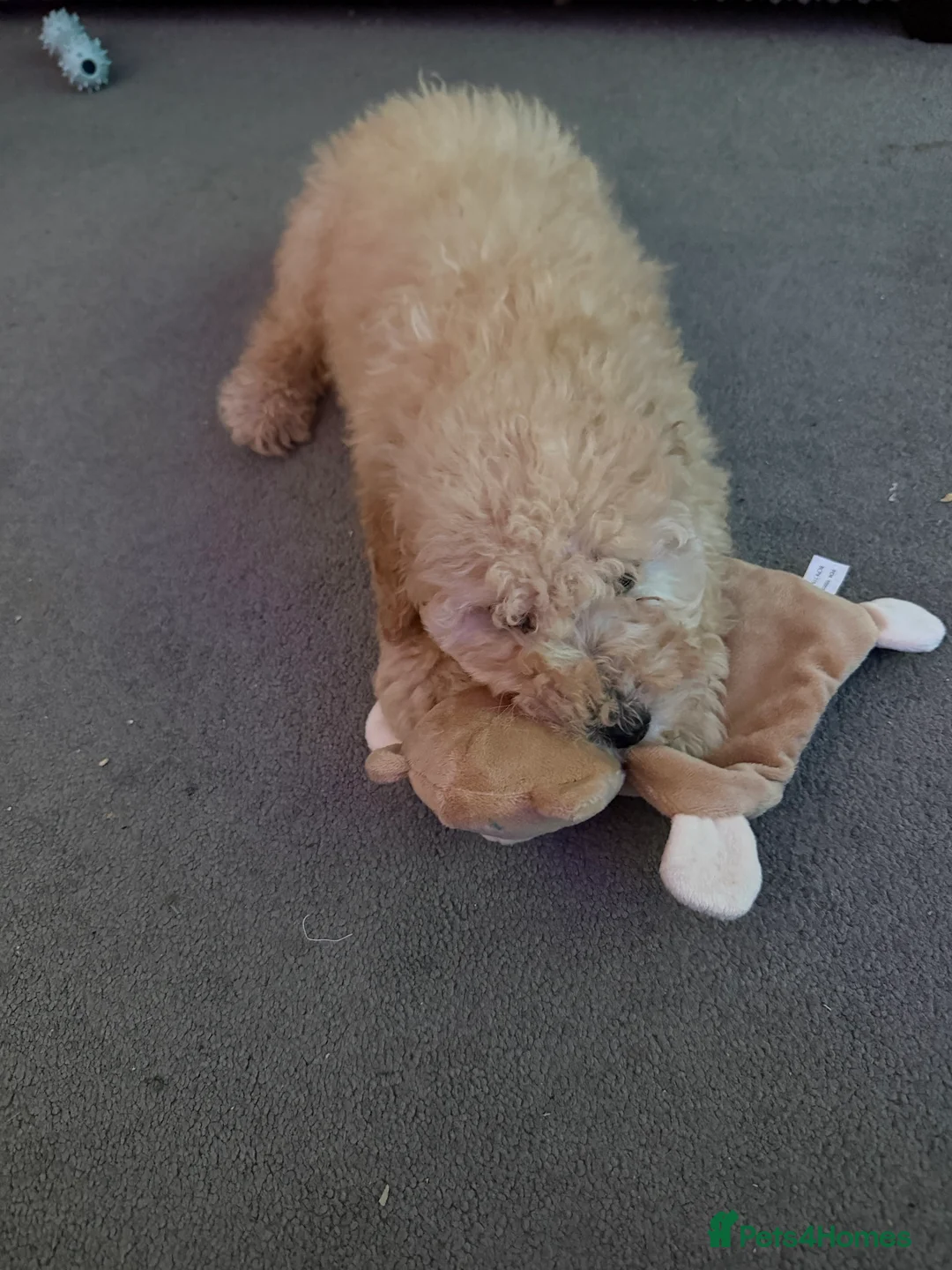 Miniature Poodle dogs for sale: Toy poodle  - Advert 1
