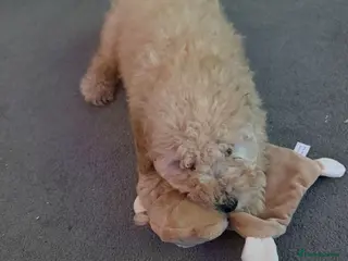 Miniature Poodle dogs Toy poodle - Advert 1