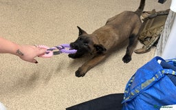 Belgian Shepherd Dog dogs for sale: belgian malinois  - Advert 2