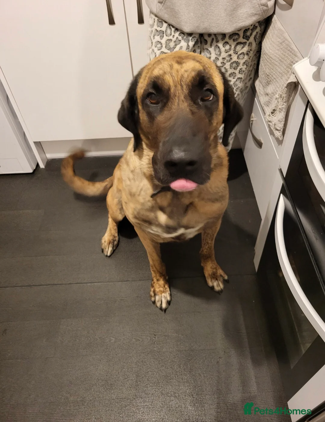 Mixed Breed dogs for sale: 5 year old female kangal anatolian shepherd - Advert 1