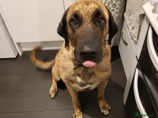 Mixed Breed dogs 5 year old female kangal anatolian shepherd - Advert 7